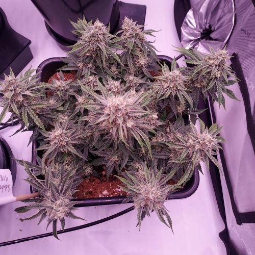 Gelato 41 BX Auto. Week 8 - Day 63 - Week 9 - Best Plant of the Tent