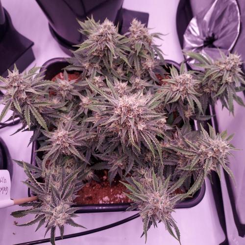 Gelato 41 BX Auto. Week 8 - Day 63 - Week 9 - Best Plant of the Tent