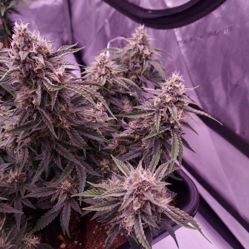 Gelato 41 BX Auto. Week 8 - Day 63 - Week 9 - Best Plant of the Tent