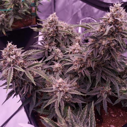 Gelato 41 BX Auto. Week 8 - Day 63 - Week 9 - Best Plant of the Tent
