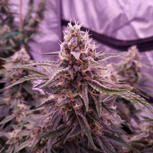 Gelato 41 BX Auto. Week 8 - Day 63 - Week 9 - Best Plant of the Tent