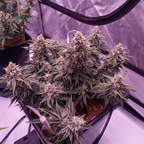 Gelato 41 BX Auto. Week 8 - Day 63 - Week 9 - Best Plant of the Tent