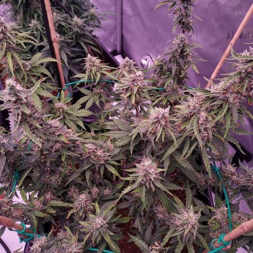 Gelato Auto - I'd Love A Scoop. Week 8 - Day 63 - Week 9 - We Will Learn From This One!