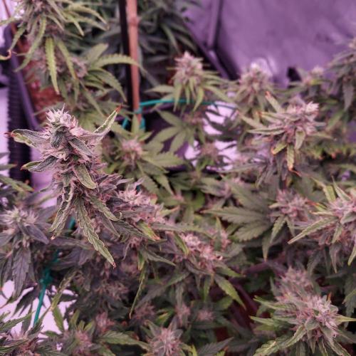 Gelato Auto - I'd Love A Scoop. Week 8 - Day 63 - Week 9 - We Will Learn From This One!