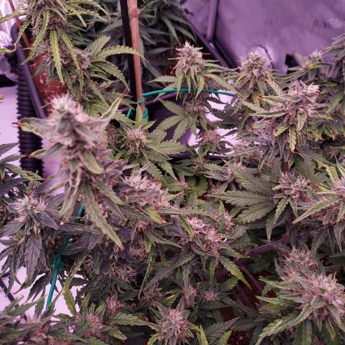 Gelato Auto - I'd Love A Scoop. Week 8 - Day 63 - Week 9 - We Will Learn From This One!