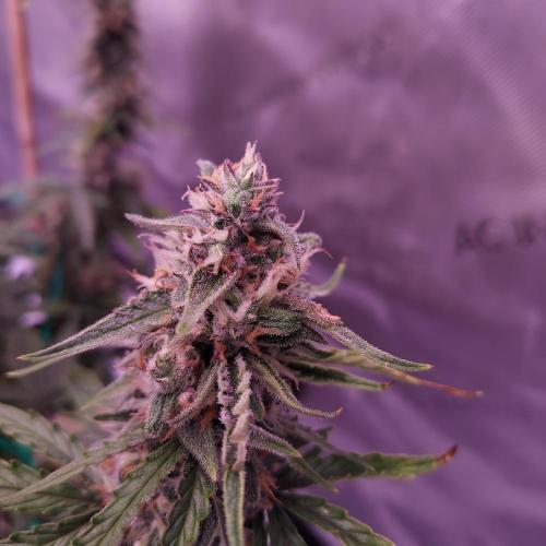 Gelato Auto - I'd Love A Scoop. Week 8 - Day 63 - Week 9 - We Will Learn From This One!
