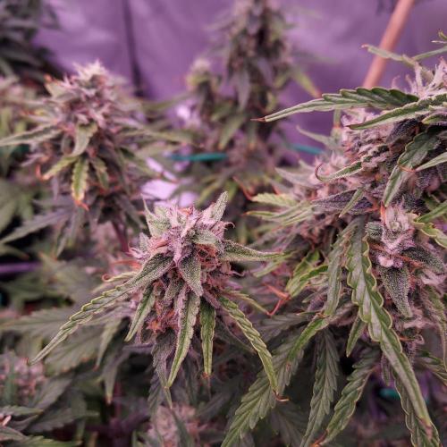Gelato Auto - I'd Love A Scoop. Week 8 - Day 63 - Week 9 - We Will Learn From This One!