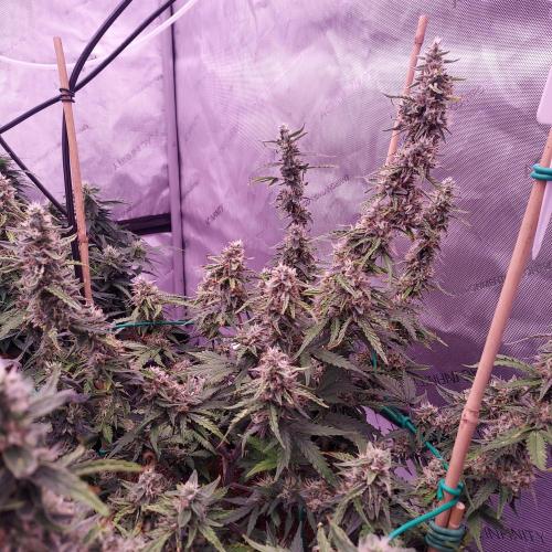 Gelato Auto - I'd Love A Scoop. Week 8 - Day 63 - Week 9 - We Will Learn From This One!