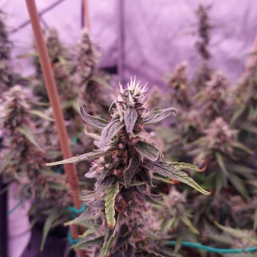 Gelato Auto - I'd Love A Scoop. Week 8 - Day 63 - Week 9 - We Will Learn From This One!