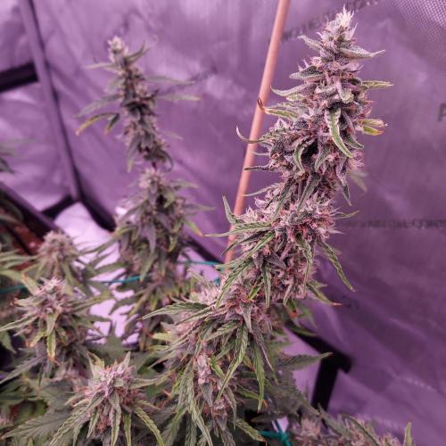 Gelato Auto - I'd Love A Scoop. Week 8 - Day 63 - Week 9 - We Will Learn From This One!