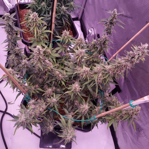 Gelato Auto - I'd Love A Scoop. Week 8 - Day 63 - Week 9 - We Will Learn From This One!