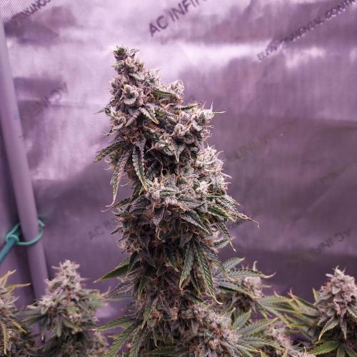 Zkittlez (#2) - Double the Rainbow. Week 10 - Day 70 - Week 10 - At Least 3 Inches Thick!