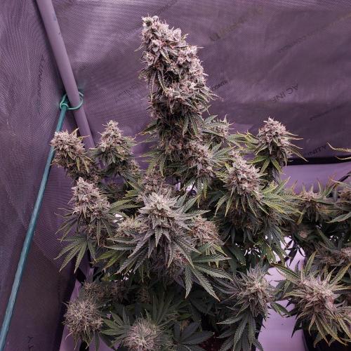 Zkittlez (#2) - Double the Rainbow. Week 10 - Day 70 - Week 10 - What a Happy Gal!