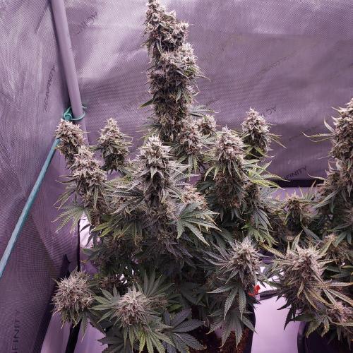Zkittlez (#2) - Double the Rainbow. Week 10 - Day 70 - Week 10 - What a Happy Gal!