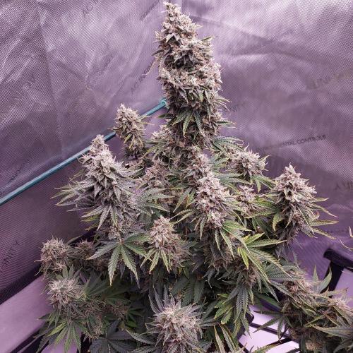 Zkittlez (#2) - Double the Rainbow. Week 10 - Day 70 - Week 10 - What a Happy Gal!