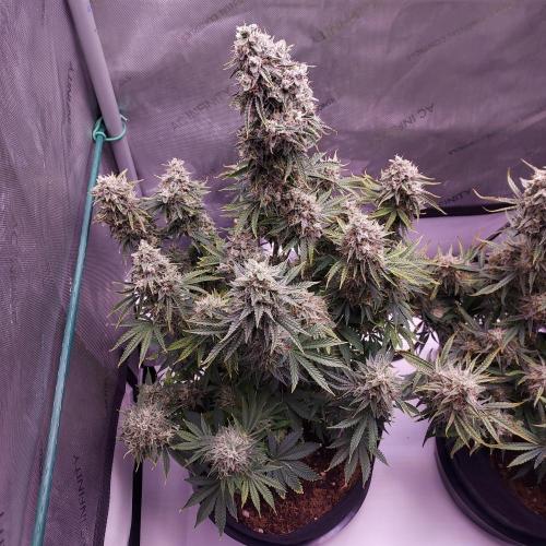 Zkittlez (#2) - Double the Rainbow. Week 10 - Day 70 - Week 10 - What a Happy Gal!