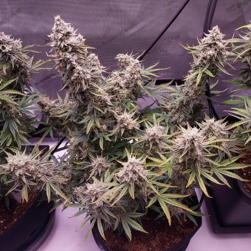 Zkittlez (#1) Auto - Taste the Rainbow. Week 10 - Day 70 - Week 10 - She is Lovely!