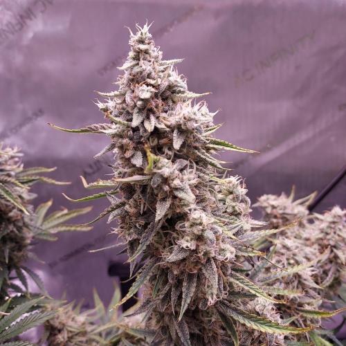 Zkittlez (#1) Auto - Taste the Rainbow. Week 10 - Day 70 - Week 10 - 
