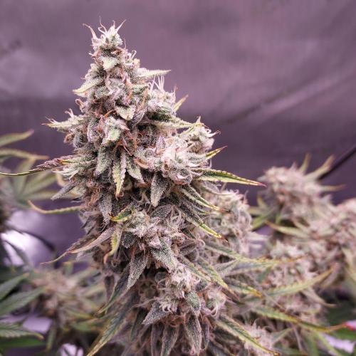 Zkittlez (#1) Auto - Taste the Rainbow. Week 10 - Day 70 - Week 10 - 