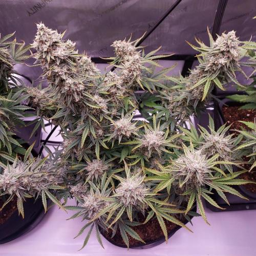 Zkittlez (#1) Auto - Taste the Rainbow. Week 10 - Day 70 - Week 10 - So Happy!