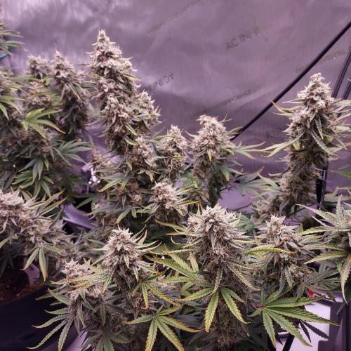 Zkittlez (#1) Auto - Taste the Rainbow. Week 10 - Day 70 - Week 10 - So Happy!
