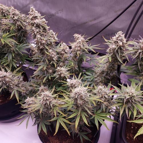 Zkittlez (#1) Auto - Taste the Rainbow. Week 10 - Day 70 - Week 10 - So Happy!