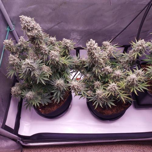 Zkittlez (#1) Auto - Taste the Rainbow. Week 10 - Day 70 - It Will Be A Good Harvest!