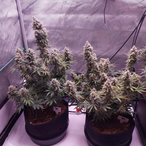 Zkittlez (#1) Auto - Taste the Rainbow. Week 10 - Day 70 - It Will Be A Good Harvest!