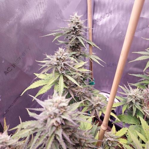 CBG Relief Auto - Pain Relief Hope!. Week 9 - Week 9 - Day 63