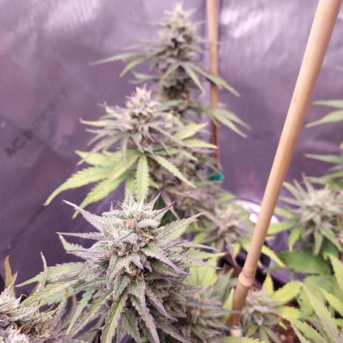 CBG Relief Auto - Pain Relief Hope!. Week 9 - Week 9 - Day 63