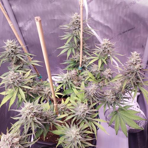 CBG Relief Auto - Pain Relief Hope!. Week 9 - Week 9 - Day 63