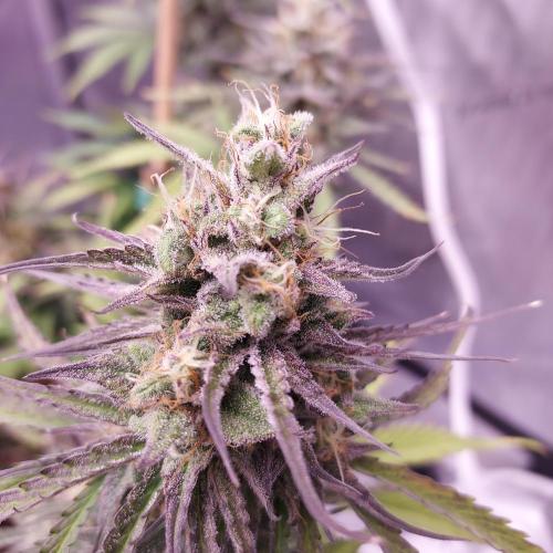 CBG Relief Auto - Pain Relief Hope!. Week 9 - Week 9 - Day 63 - Groovy
