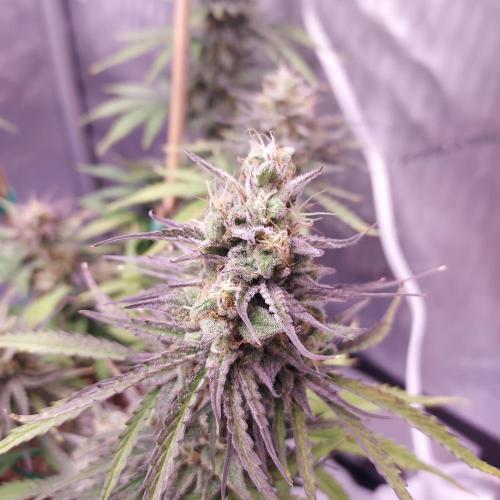 CBG Relief Auto - Pain Relief Hope!. Week 9 - Week 9 - Day 63 - Nice Coloring