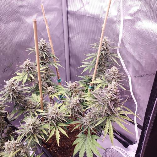 CBG Relief Auto. Week 9