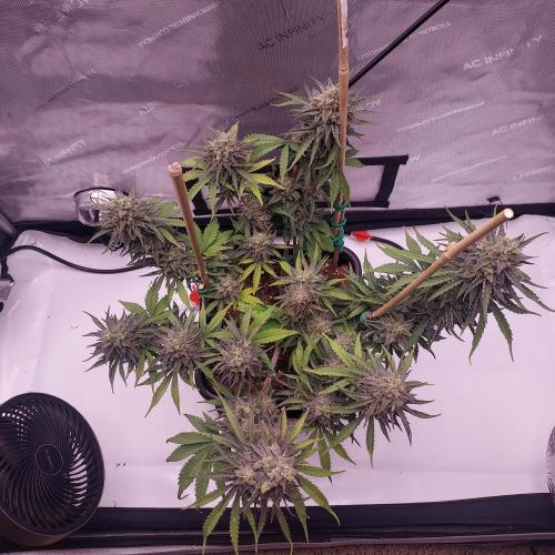 CBG Relief Auto - Pain Relief Hope!. Week 10 - Day 70 - Dense and Frosty