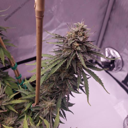 CBG Relief Auto - Pain Relief Hope!. Week 10 - Day 70 - Dense and Frosty