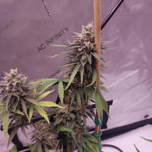 CBG Relief Auto - Pain Relief Hope!. Week 10 - Day 70 - Dense and Frosty