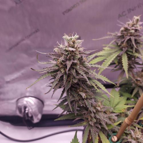 CBG Relief Auto - Pain Relief Hope!. Week 10 - Day 70 - Dense and Frosty