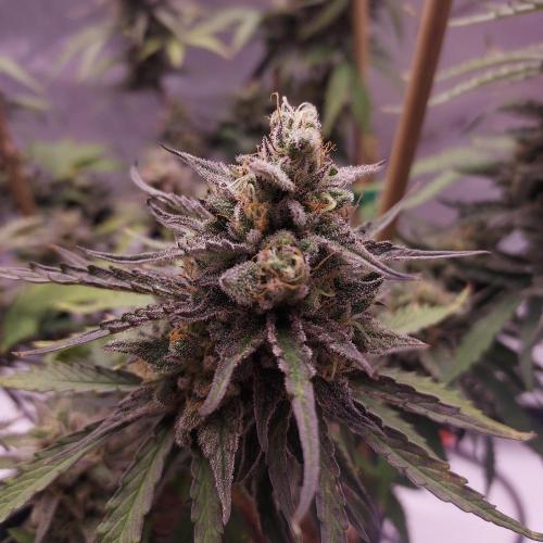 CBG Relief Auto - Pain Relief Hope!. Week 10 - Day 70 - Dense and Frosty