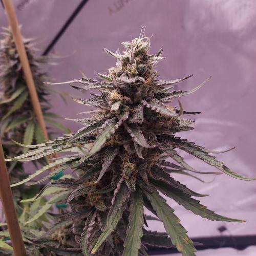 CBG Relief Auto - Pain Relief Hope!. Week 10 - Day 70 - Dense and Frosty