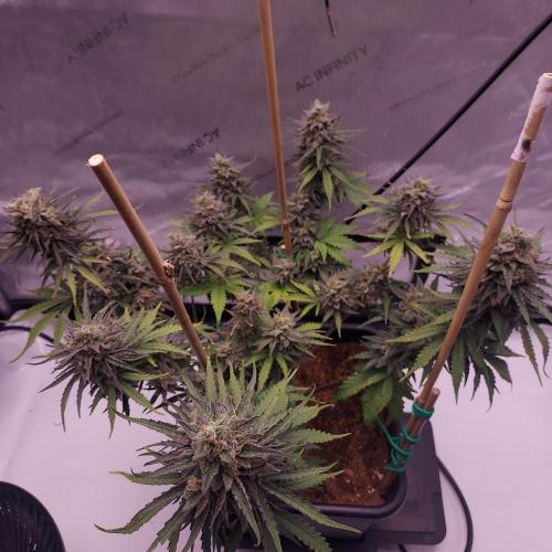 CBG Relief Auto. Week 10
