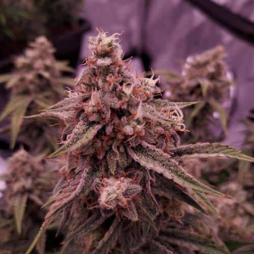Gelato 41 BX Auto. Week 9 - Day 70 - Week 10 - Dense and Happy!