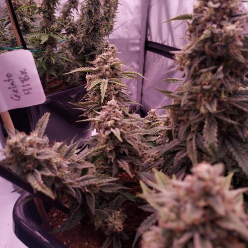 Gelato 41 BX Auto. Week 9 - Day 70 - Week 10 - Dense and Happy!