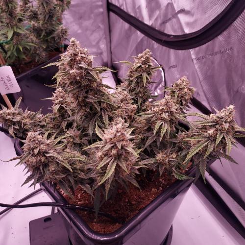 Gelato 41 BX Auto. Week 9 - Day 70 - Week 10 - Dense and Happy!