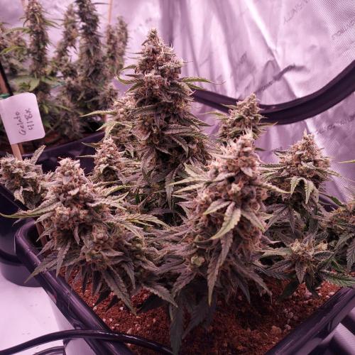 Gelato 41 BX Auto. Week 9 - Day 70 - Week 10 - Dense and Happy!
