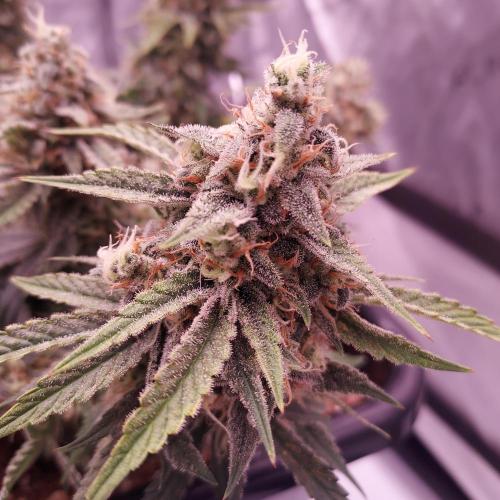 Gelato 41 BX Auto. Week 9 - Day 70 - Week 10 - Dense and Happy!