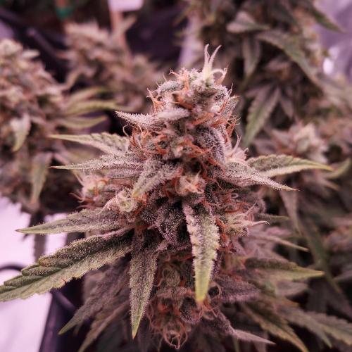 Gelato 41 BX Auto. Week 9 - Day 70 - Week 10 - Dense and Happy!