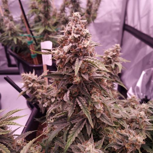 Gelato 41 BX Auto. Week 9 - Day 70 - Week 10 - Dense and Happy!