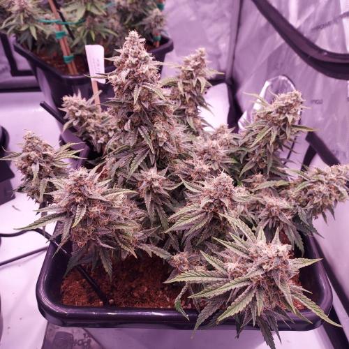 Gelato 41 BX Auto. Week 9 - Day 70 - Week 10 - Dense and Happy!