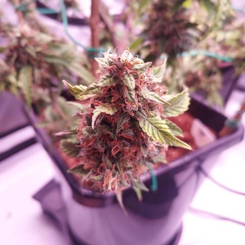 Round #2: Critical Mass CBD Auto. Week 9 - Day 70 - Week 10 - Looks Ready but Trichomes Say Wait